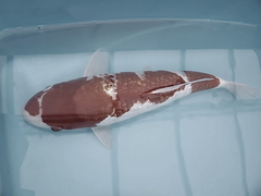 Killikus&reg; Fotographie